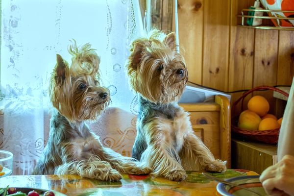 hungry yorkies