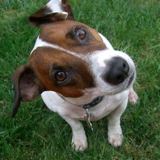 jack-russell-terrier-head-tilt