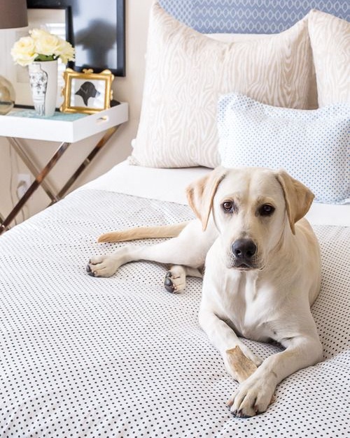 labrador in bed