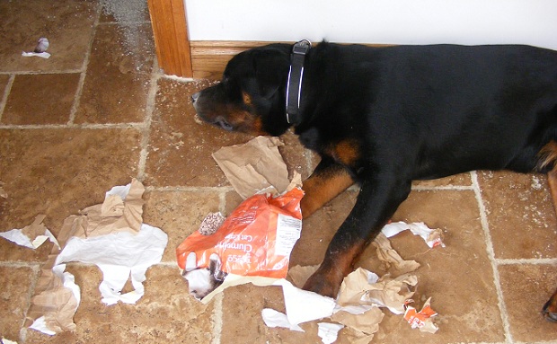 naughty rottweiler