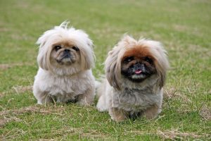 pekingese-937595_1280