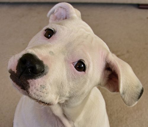 pit bull head tilt