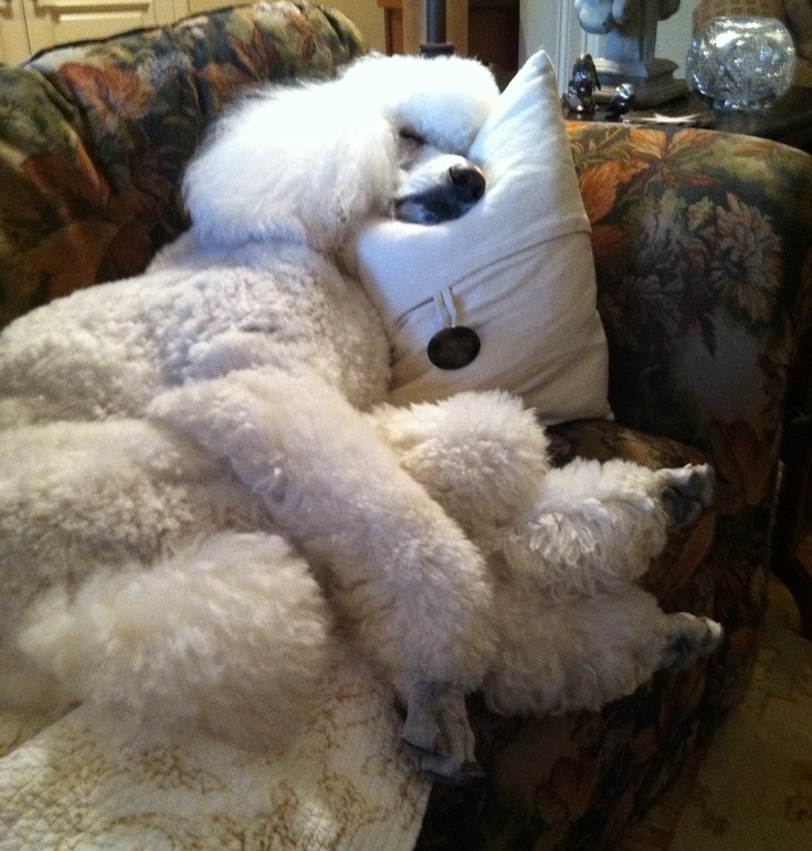 poodle sleep