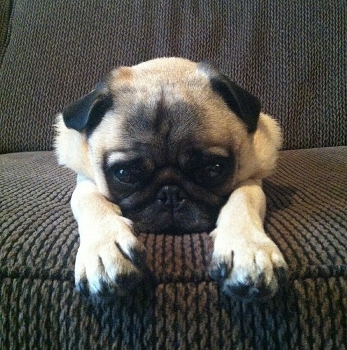 pug begging face