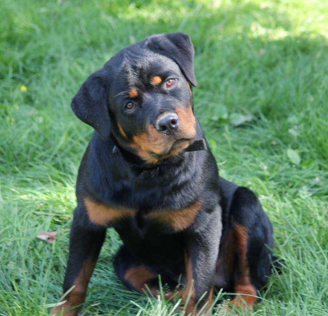 rottweiler head tilt