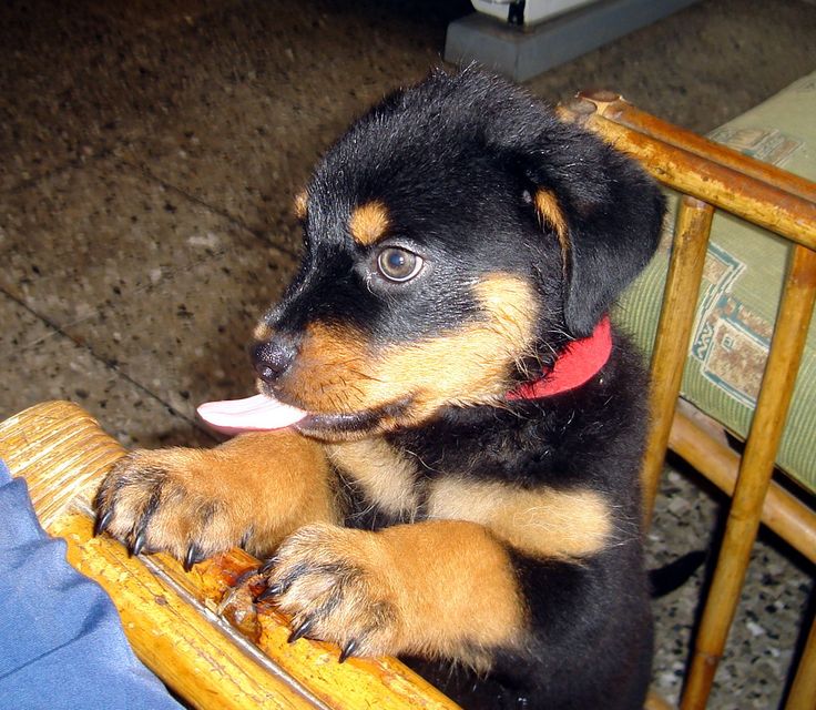 rottweiler puppy hungry