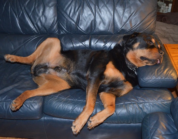 problems with rottweilers 5 problems only rottweiler owners will understand problems with rottweilers 5 problems only rottweiler owners will understand