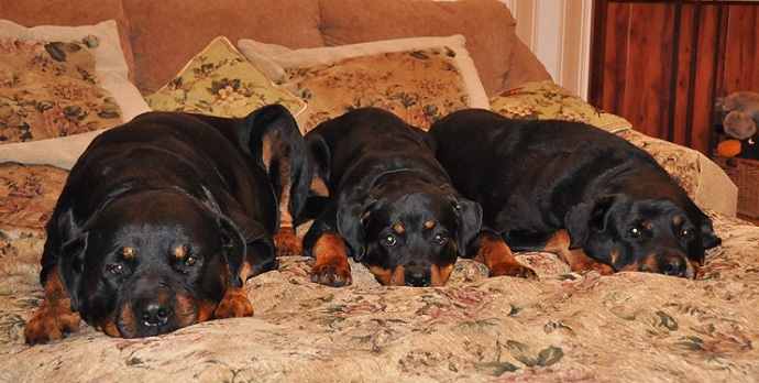 rottweilers on bed