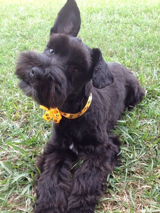 schnauzer head tilt