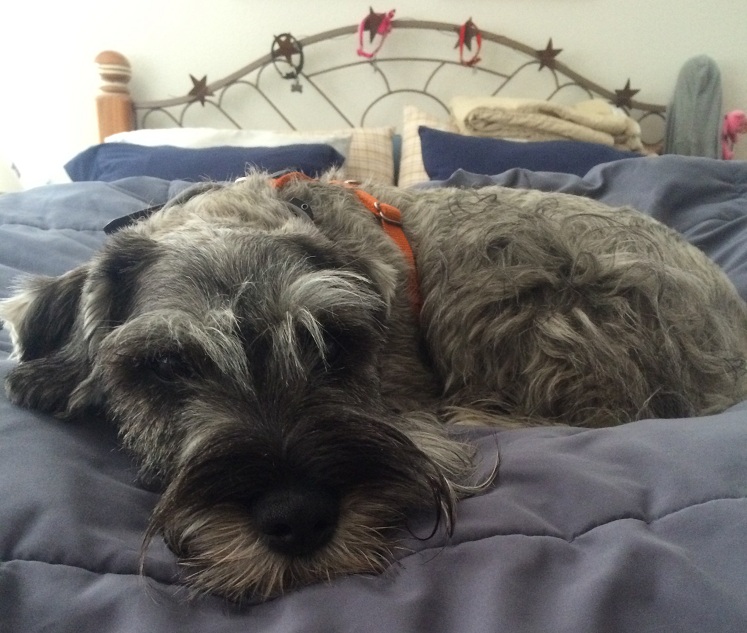 schnauzer on bed