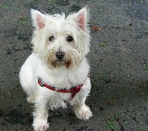 west-highland-white-terrier-76286_1280