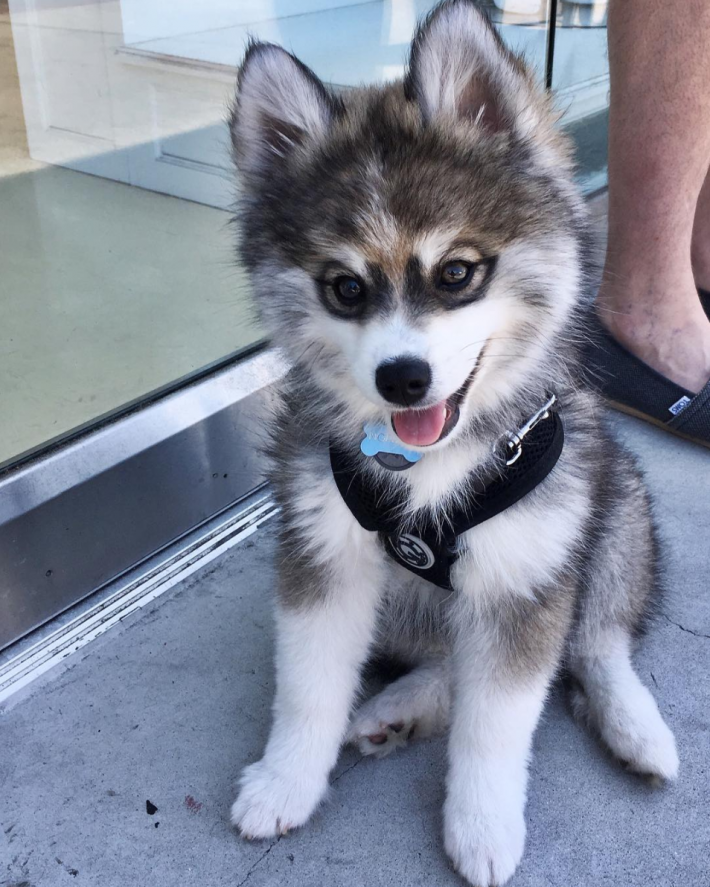 05-norman-the-pomsky