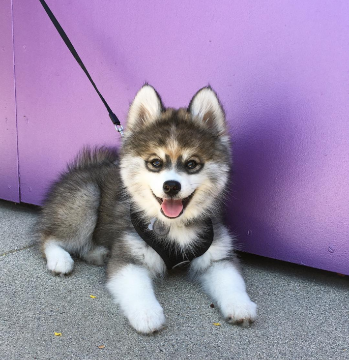 06-norman-the-pomsky