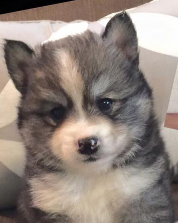 07-norman-the-pomsky