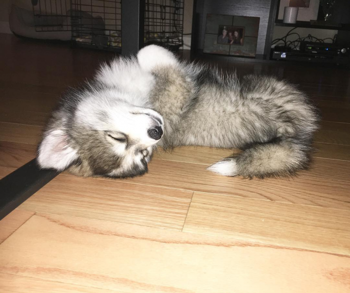 08-norman-the-pomsky