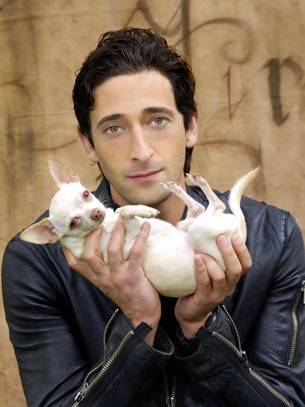 Adrien Brody chihuhua