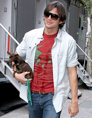 Ashton Kutcher chihuahua