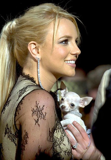 Britney Spears chihuahua pet