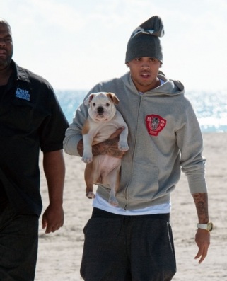 Chris Brown bulldog