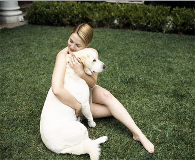 Drew Barrymore labrador