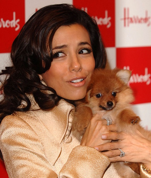 Eva Longoria pomeranian