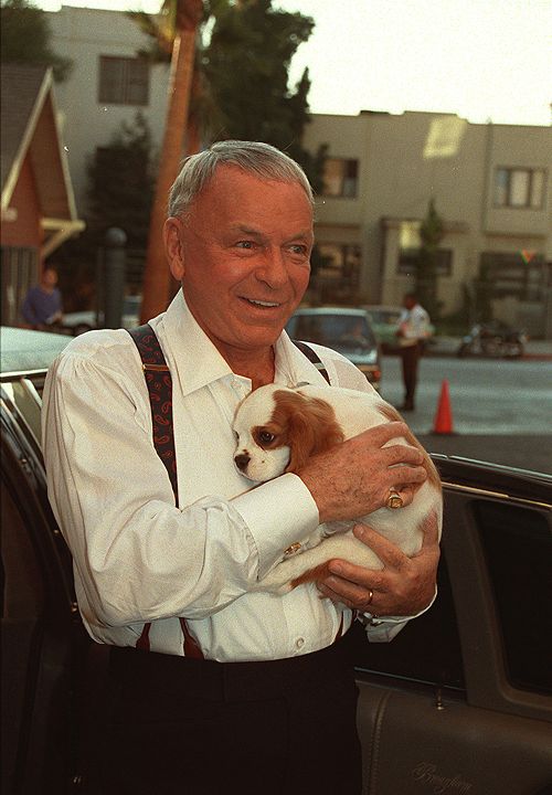 Frank Sinatra spaniel