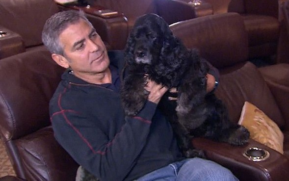 George Clooney cocker spaniel