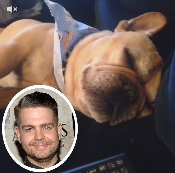 Jack Osbourne dog