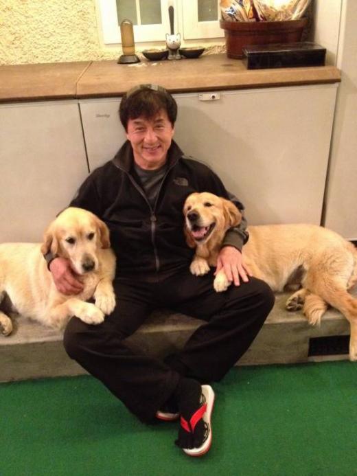 Jackie Chan golden retriever