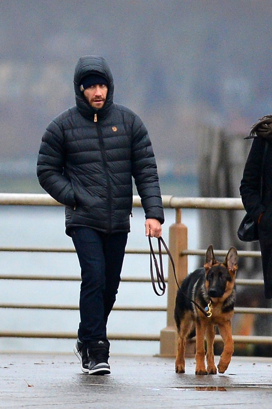 Jake Gyllenhaal dog GSD