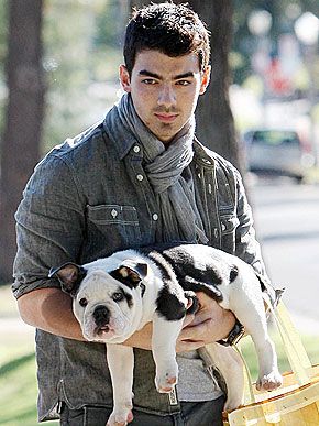 Joe Jonas bulldog