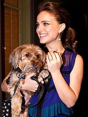 Natalie Portman yorkie