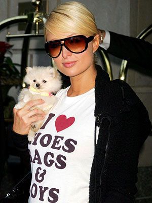 Paris Hilton pomeranian