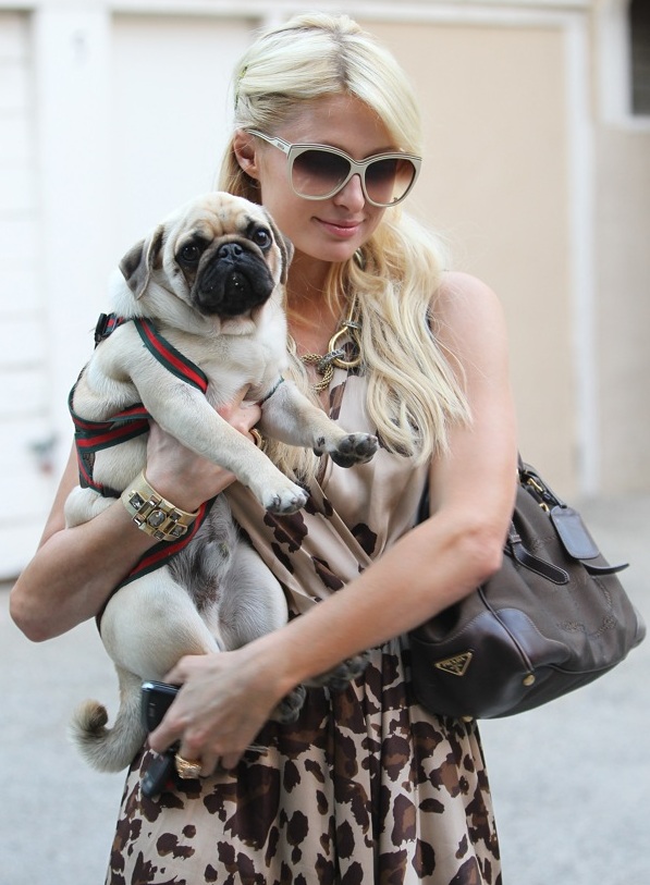 Paris Hilton Pug