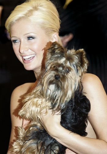 Paris Hilton yorkie