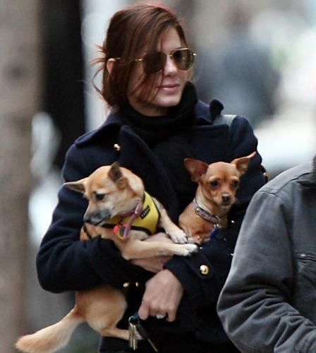 Sandra Bullock chihuahuas