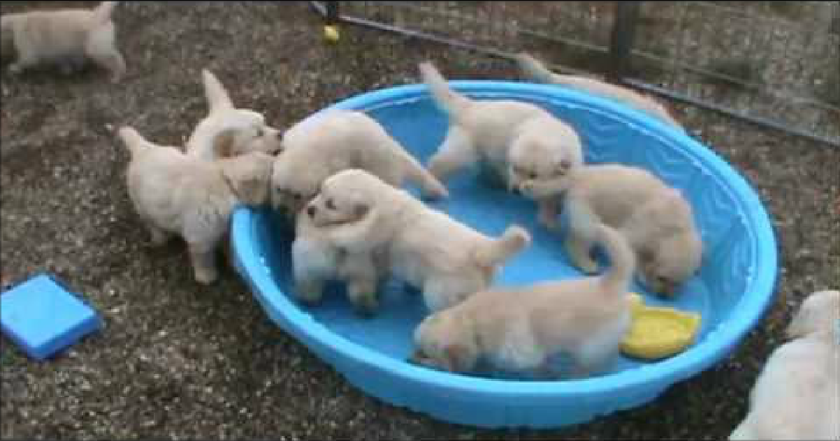 golden retriever puppy 5 weeks