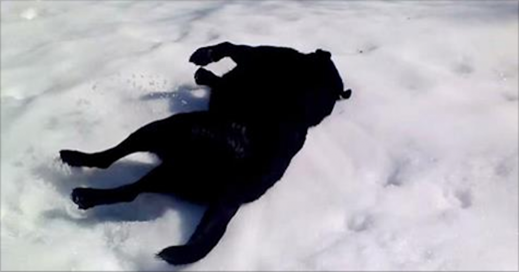 Dad Grabs His Camera Records Family Dog sliding In The Snow In Hilarious Fashion