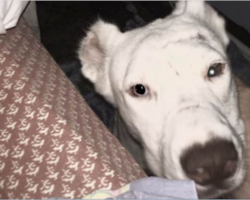 Rescue Dog Wakes Mom Up To Thank Her In Her Own Sweet Way