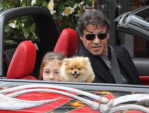 Sylvester Stallone pomeranian