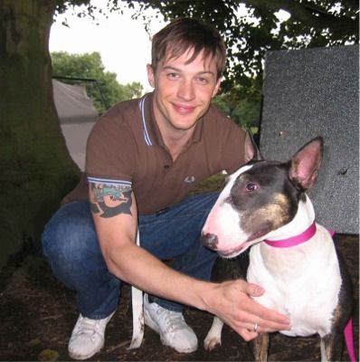 Tom Hardy bull terrier