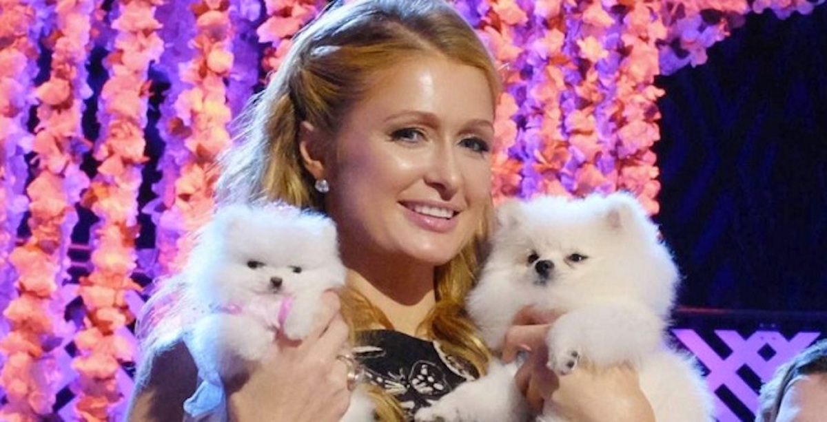12 Celebrity Pomeranian Owners