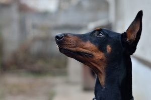 doberman-1448502_1280