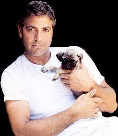 george-clooney-pug