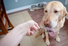 Coconut Oil For Dogs: 9 Amazing Health Benefits