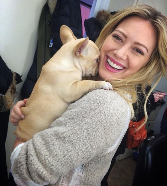 hilary duff french bulldog