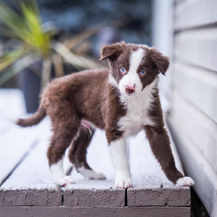 hugging-dogs-new-puppy-trek-envy-zain-6