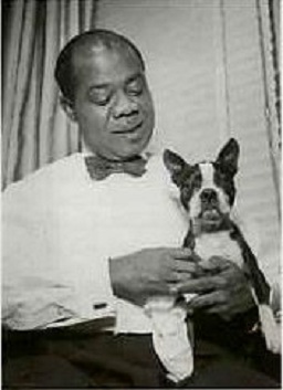 Louis-Armstrong boston terrier