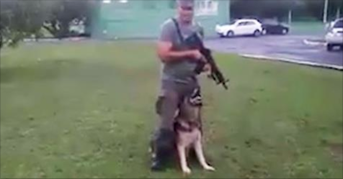 dog are preparing for tactical training 