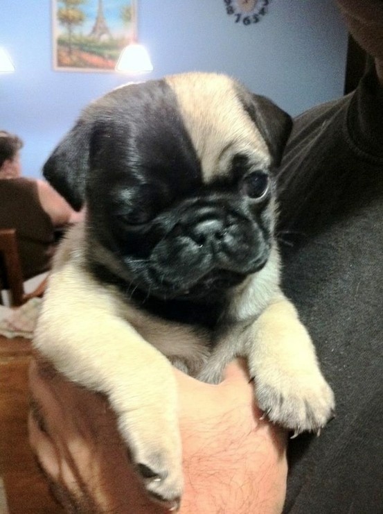 Who wants a bi-colored Pug??